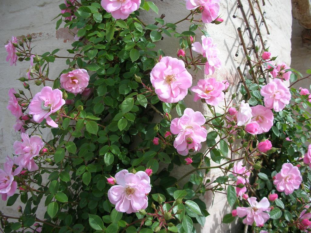 Poggio Dei Prugnoli Bed & Breakfast Tavoleto Exterior foto